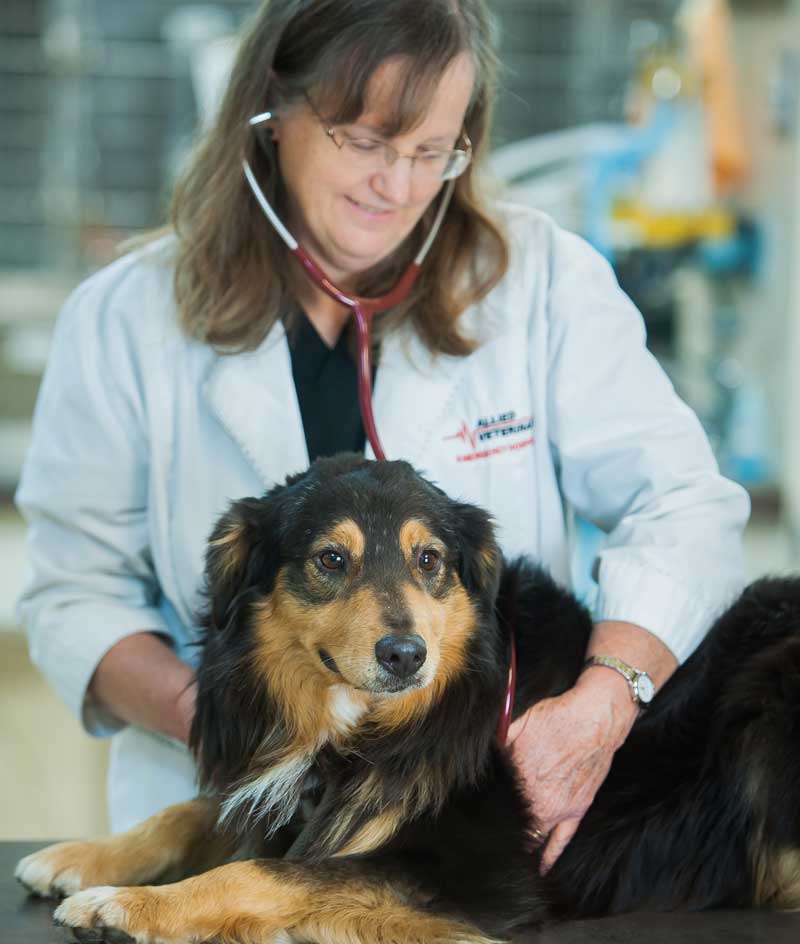 Tallahassee Veterinary Jobs